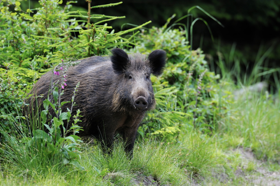 #2 Quelle clôture poser contre les sangliers ?